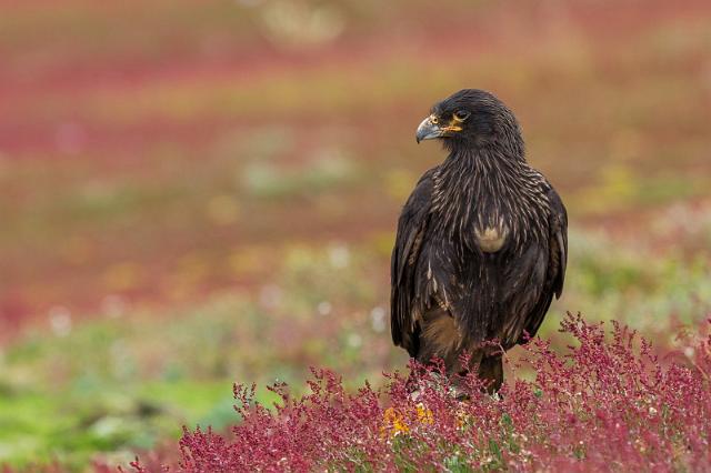 024 Falklandeilanden, Steeple Jason, falklandcaracara.jpg